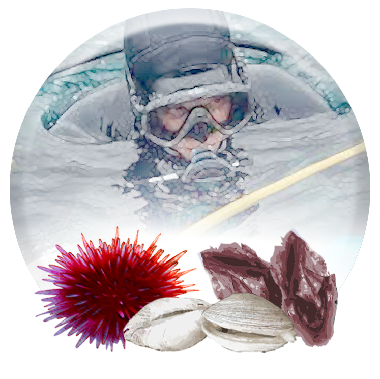 Bentónicos Los Lagos, Aysén y Zona Contigua